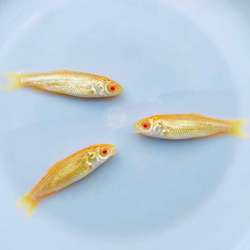 荣郁 金草苗赤目金丝鲩鱼黄金鲩鱼苗活体观赏鱼淡水易活养殖 专用鱼粮