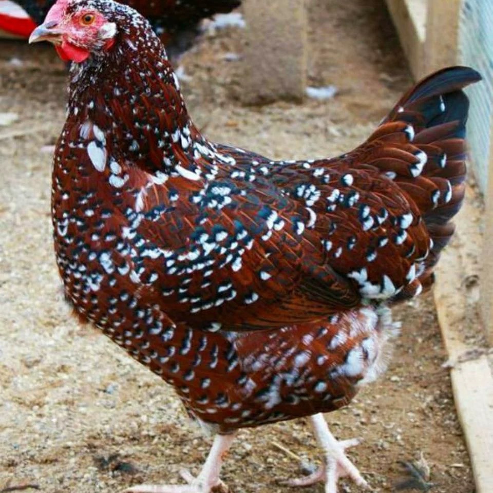 荣郁怀恩多特鸡蛋观赏鸡大体型紫色怀特黑白花怀特种蛋受精蛋可孵化10