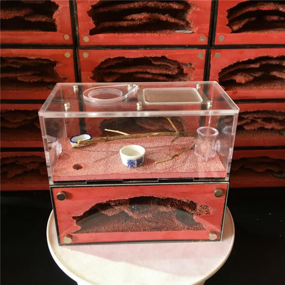 蚂蚁城堡超大豪华蚂蚁农场蚂蚁生态箱沙丘宠物昆虫蚂蚁活体蚁巢