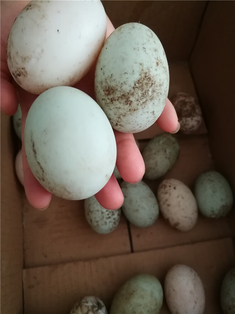 东北农村散养笨鸭蛋新鲜黑龙江农家土鸭蛋特产白壳绿壳健康华海春 60