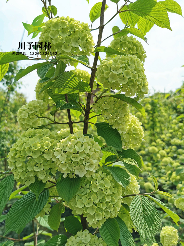 木本绣球树苗中华木绣球正宗大花斗球室内外庭院盆栽地栽耐寒花卉丛生