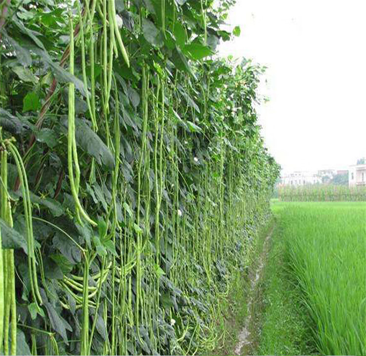 更多参数>>原产地:江苏类别:豇豆品种:冬瓜货号:482734商品毛重:1.