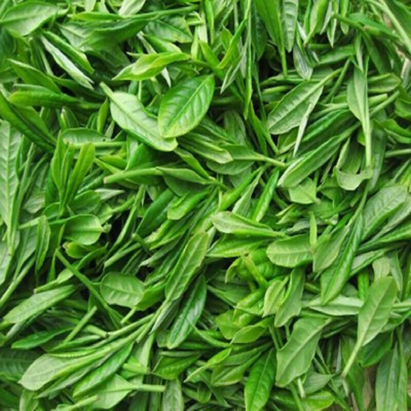 石门毛尖高山云雾绿茶湖南常德特产春茶500克散装