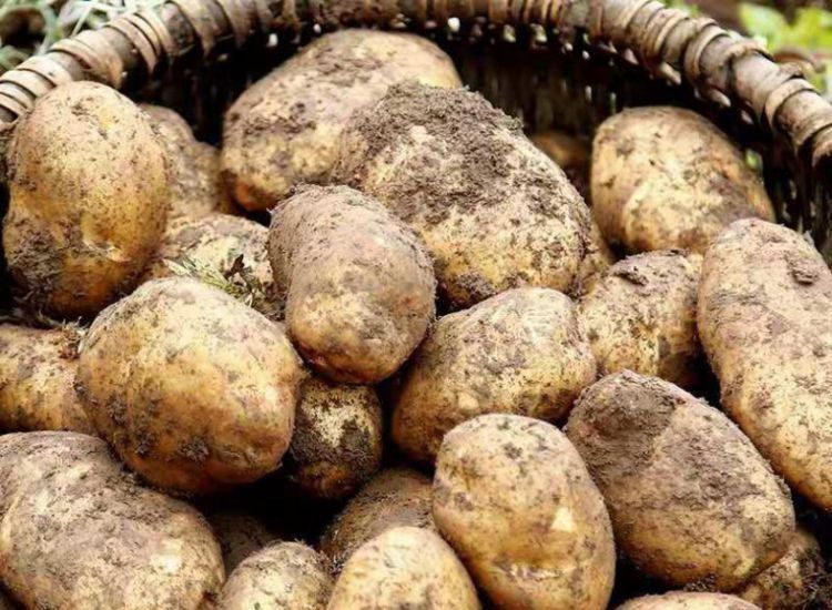 贵州特产毕节威宁洋芋黄心土豆农家新洋芋现挖马铃薯洋芋5斤 10斤大