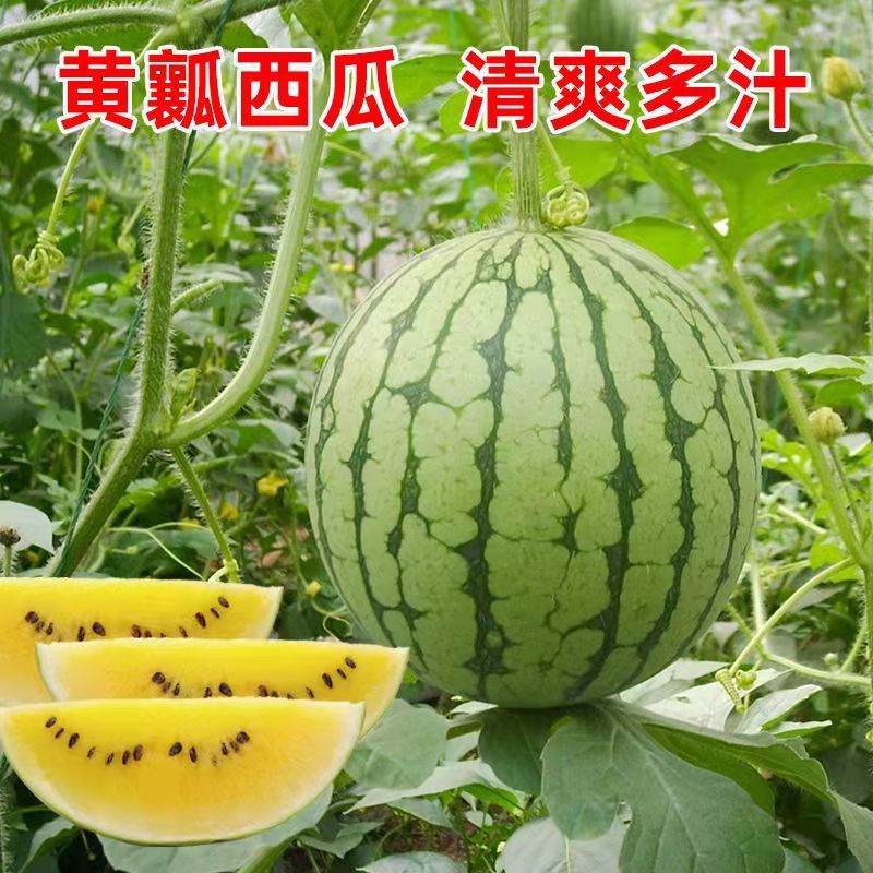 黄瓤黄心西瓜现摘现发当季水果薄皮麒麟瓜整箱新加明亚 净重(1-2斤)1