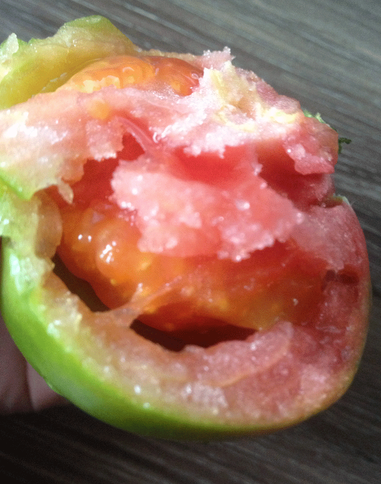 源外 崂山杠六九西红柿山东青岛草莓柿子新鲜绿腚番茄生吃5斤自然熟