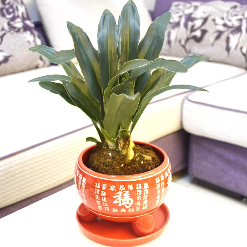 中华万年青盆栽植物室内外绿植 四季常青好养 一盆万年青(红色陶瓷盆)