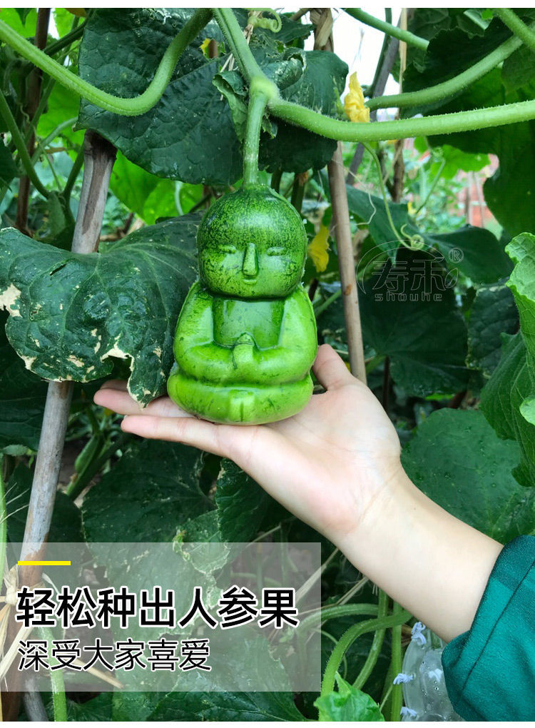 珊野 人生果模具水果定型葫芦黄瓜西瓜苹果塑料套模子磨具生长造型