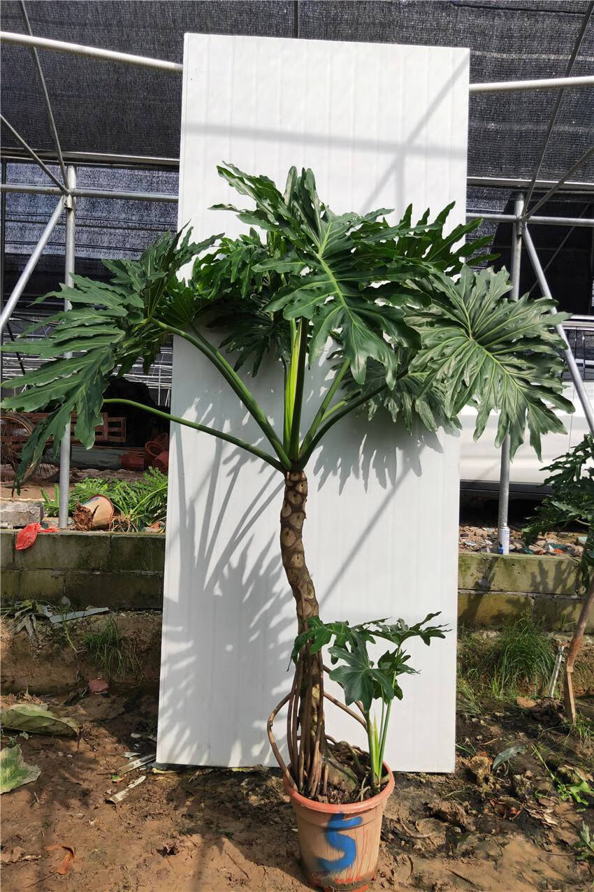 春羽龙鳞 杆老桩室内大小盆栽一物一拍水培绿植吸自产自销 荧光绿 73