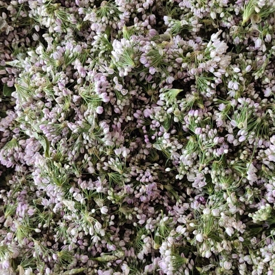 2021山西右玉干摘麻花 贼麻花扎蒙花扎麻麻花野韭菜花炝锅调料 250克