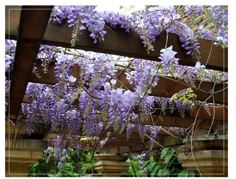 紫藤花盆栽庭院阳台树苗多花紫藤爬藤植物四季攀爬老桩紫藤萝花卉6年