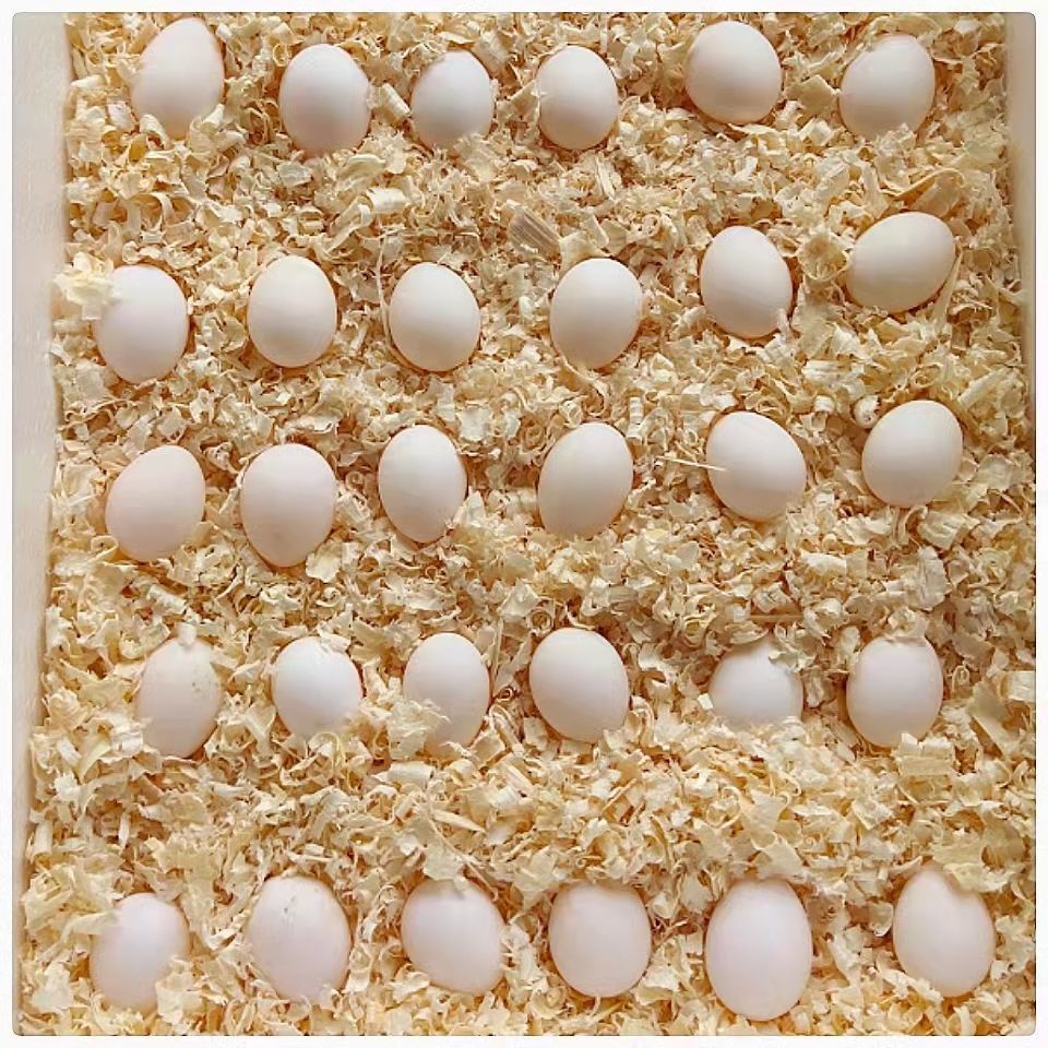 七彩文鸟蛋白灰蛋虎皮文鸟金背蓝牡丹玄凤鹦鹉蛋受精鸟蛋可孵化赤兔马