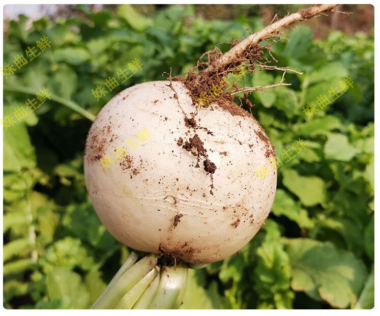 现货新鲜圆白萝卜四川白萝卜蔬菜可泡菜炖汤9斤