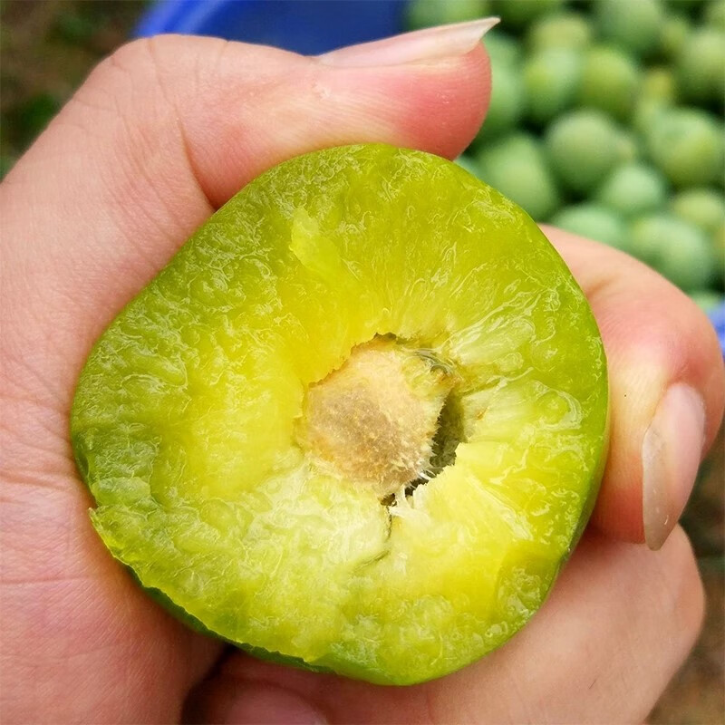 油奈李子新鲜当季酸脆青李子孕妇水果青奈桃形脱骨李鹰嘴李精选2斤