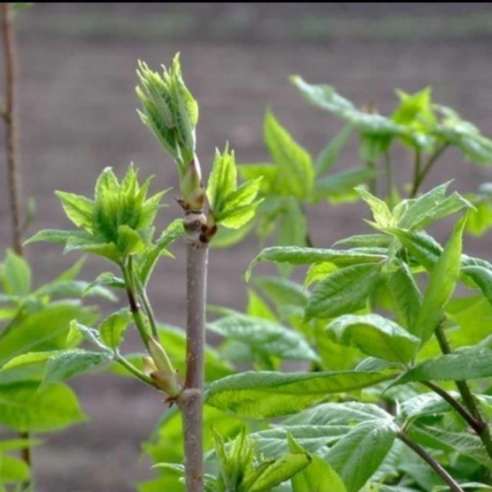 刺骨加野菜图片