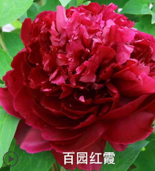 年宵花洛阳菏泽牡丹盆栽鲜花过年开花带花苞发货过年礼品桃红飞翠含盆