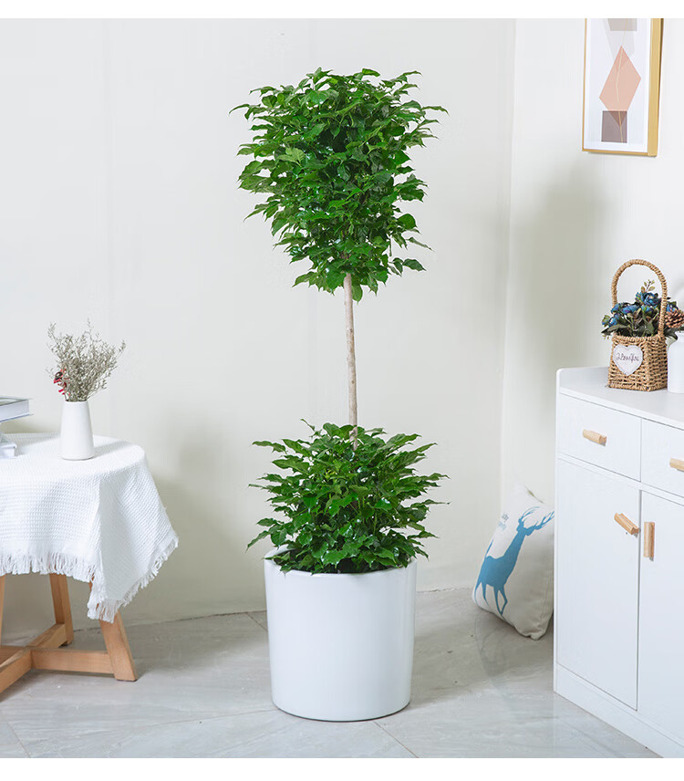 【网红净化空气植物】花城两层幸福树绿宝大型盆栽植物室内公司门口