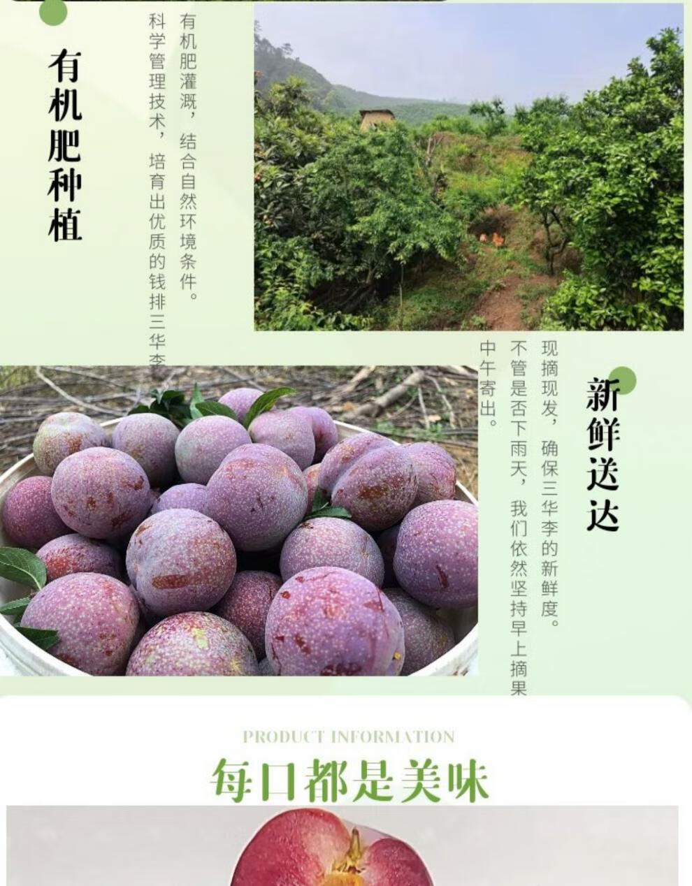 正宗钱排三华李子新鲜现货信宜红心李双华李酸甜李大果孕妇水果顺丰
