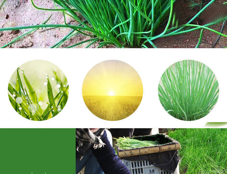 德鼎汇鲜民勤新鲜沙葱野葱蒙古韭菜当季蔬菜饺子包子馅12345斤净重1斤