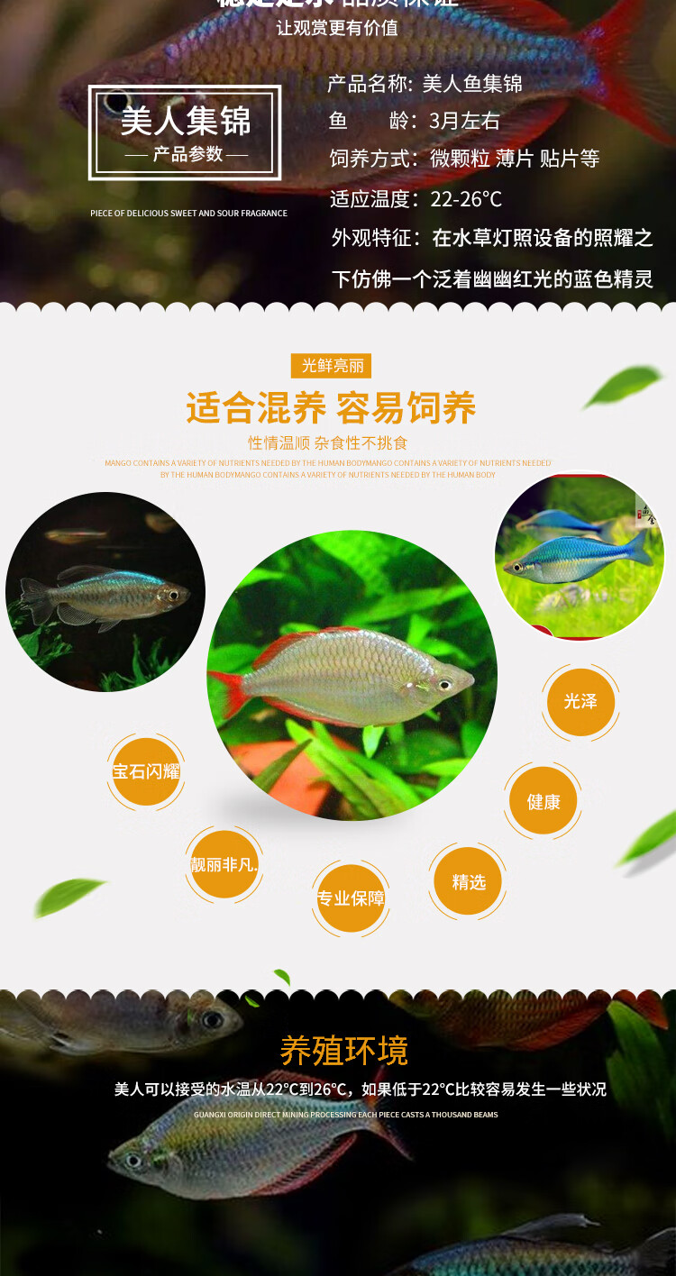 vieruodis电光美人鱼石美人刚果美人蓝美人电光球热带观赏鱼活体