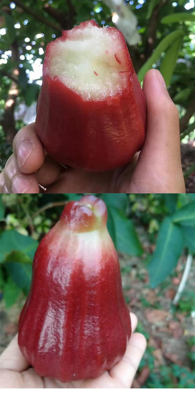 海南新鲜红宝石莲雾整箱新鲜水果孕妇水果当季热带雾莲果黑金刚过节