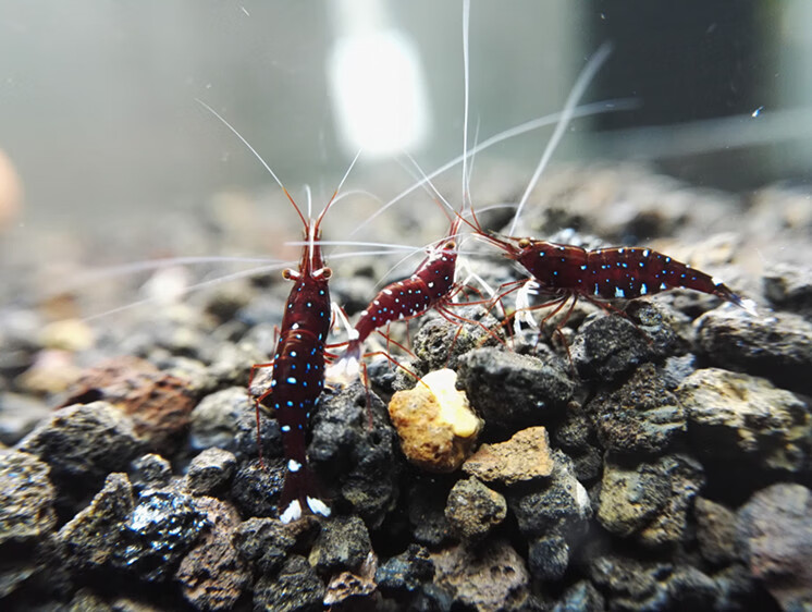 荣郁 苏虾白袜 苏拉威西活体人工观赏虾宠物虾木纹可乐 奶牛水族套餐