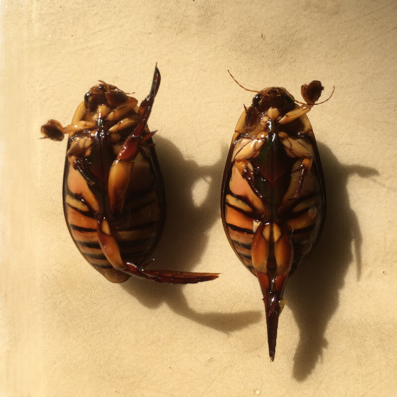 水蟑螂活体观赏宠物金边龙虱黄边水甲虫水龟子射鸟龟包活送到家 20只