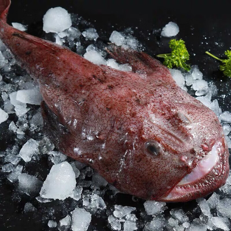 欢之婧大安康鱼大嘴鱼鲜活冷冻丑鱼鮟鱇鱼555斤1条整条发货