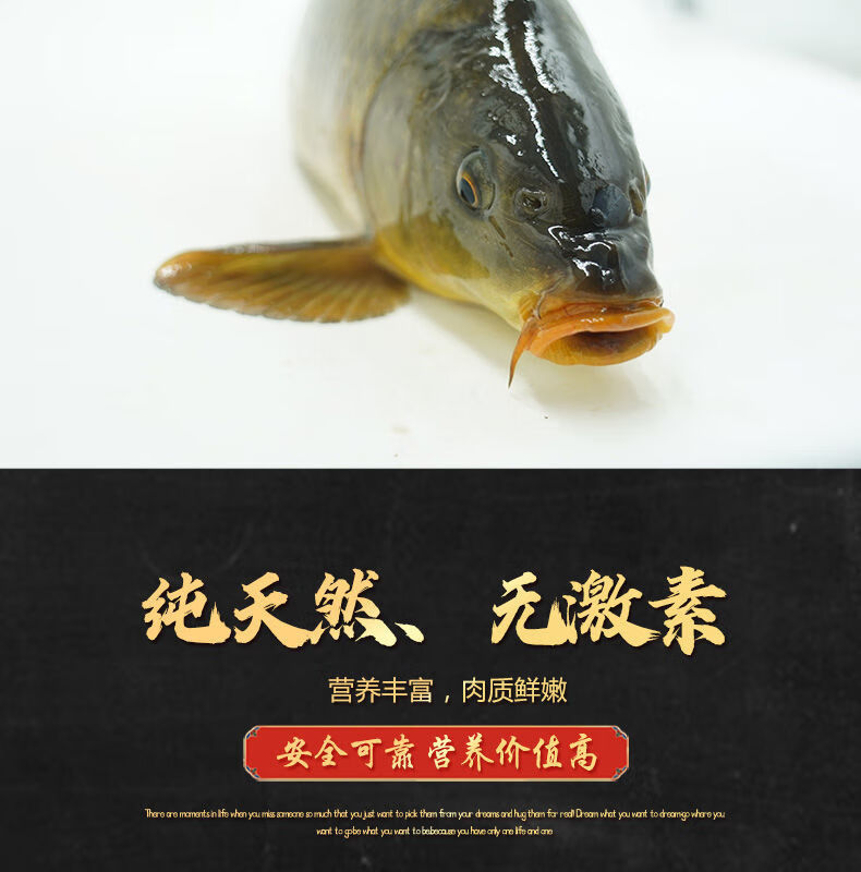 御泸鲜湘旗舰店顺丰快递淡水湖纯野生大鲤鱼微山湖四鼻鲤鱼新鲜鲜活