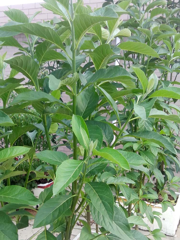 花姬正宗南叶树苗种苗斑鸠叶将军叶新鲜叶干叶茶20棵好苗带土不含盆