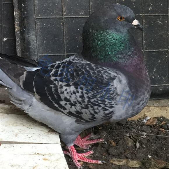 落地王元宝鸽特大体肉鸽信鸽赛鸽观赏鸽种鸽鸽子活体可长3斤纯种红灰