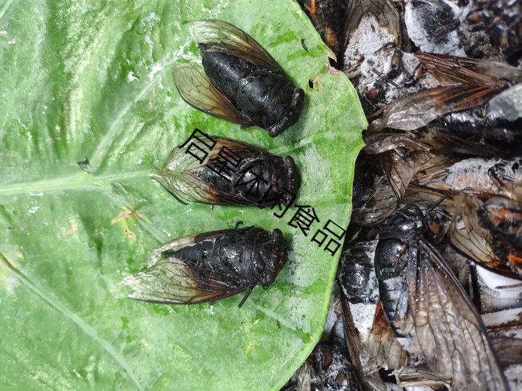 多规格 精选速冻黑蝉老蝉 成蝉食用 黑知了新鲜 节流姐知了猴成虫 500