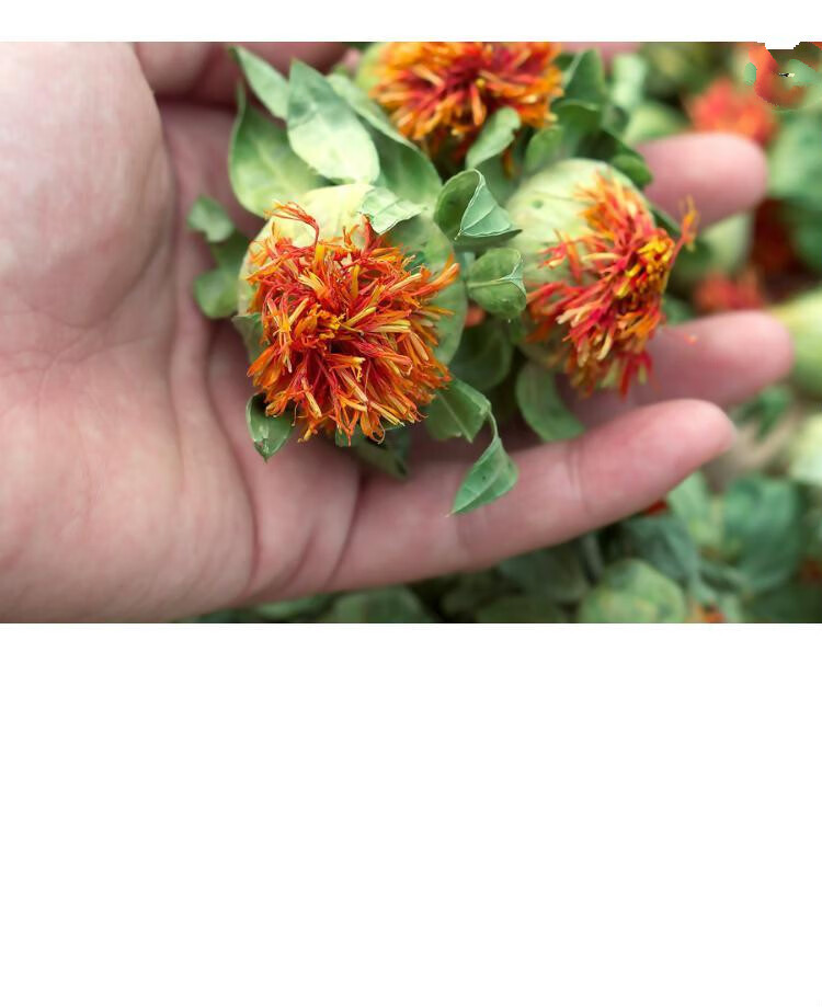 康中尊西藏野生藏红花 特级材500g散装西域 草红花果泡水喝