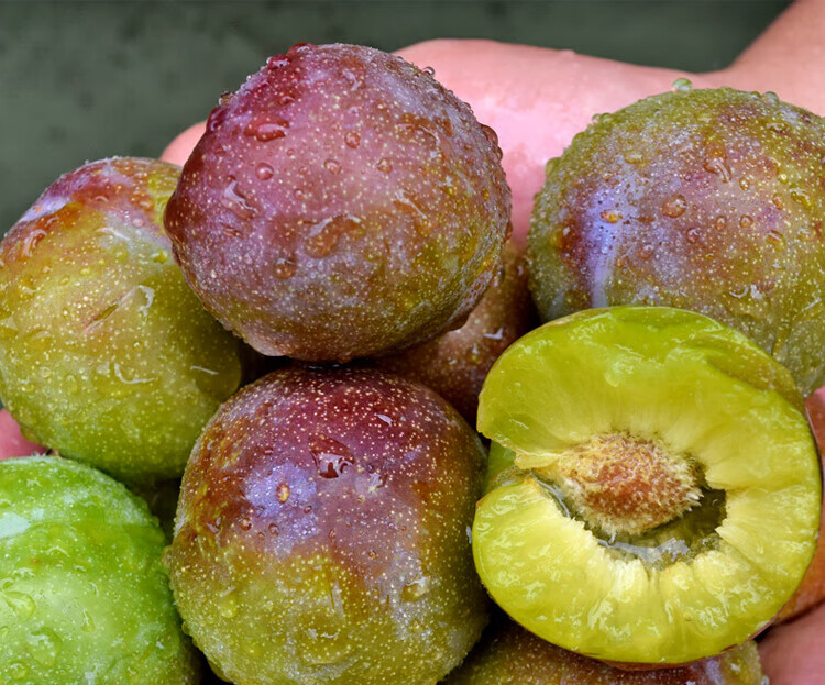 四川茵红李青红脱骨李子新鲜脆甜当季水果青脆李脆红李半边红汶川 9斤