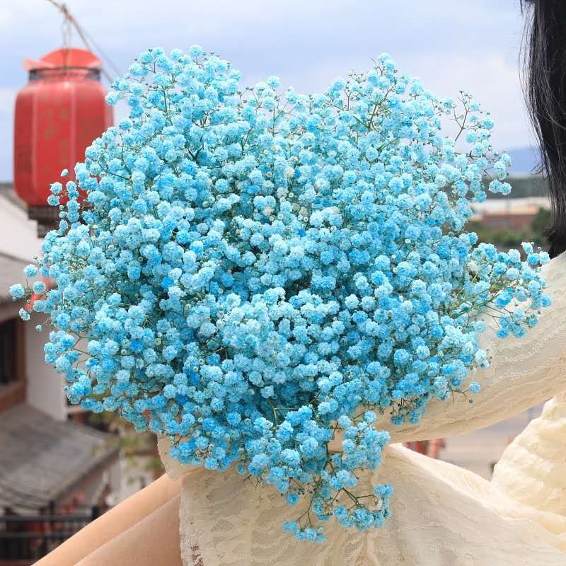 满天星干花花束真花风干天然超大束鲜散装论斤卖客厅装饰摆件批发10月