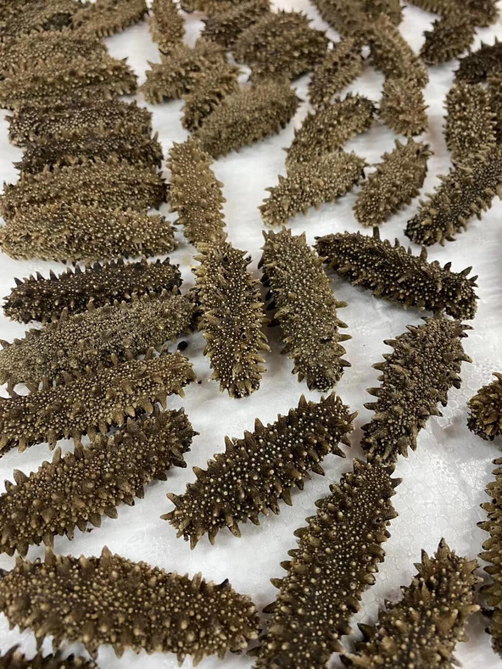 日本关东参北海道海参六排刺纯淡干关东海参北海道红参干货50g优选79