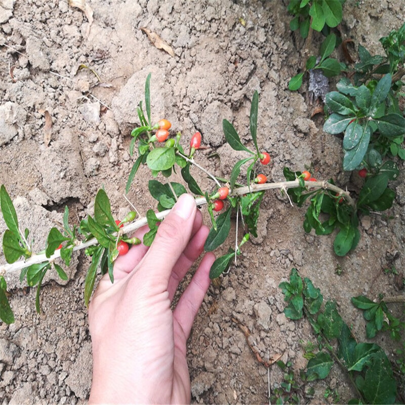 枸杞苗宁夏红枸杞树苗室内盆栽地栽南方北方四季种植庭院野生枸杞盆景