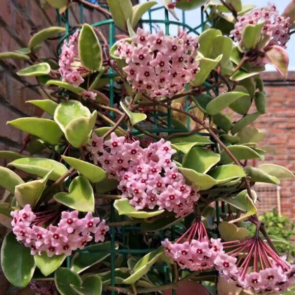 爬藤 球兰盆栽球兰花苗大苗球形花卉球兰花室内爬藤花卉吊兰 3号球兰