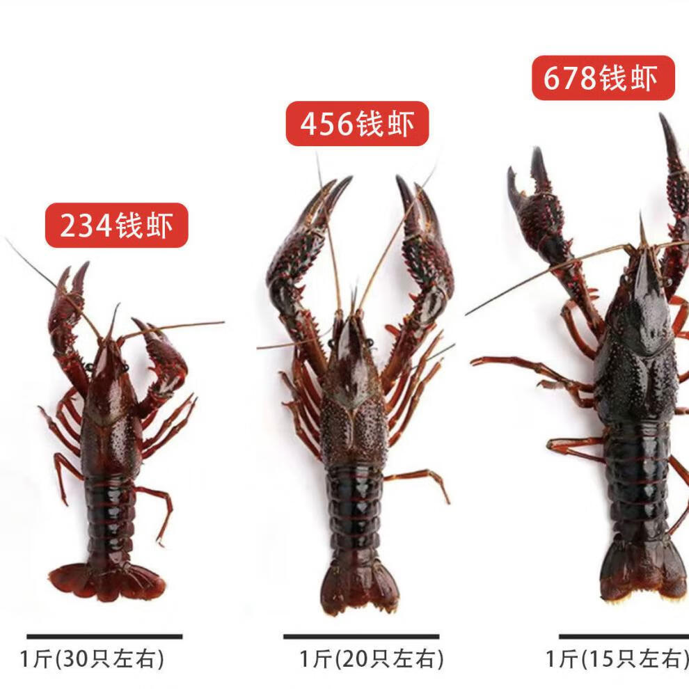 湖北汈汊湖小龙虾鲜活特大清水虾青红壳现捞活物水产生鲜养殖三斤678