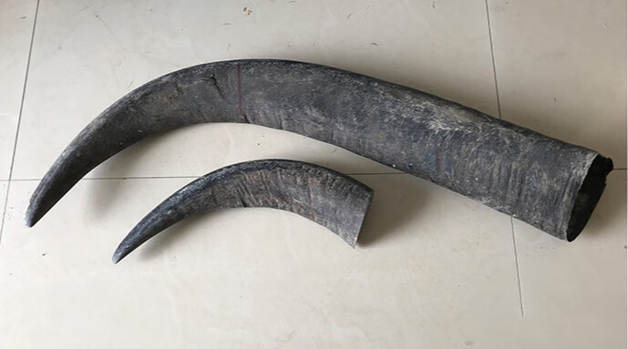 览日鸟牛角手串 十年以上天然老黑水牛角手串珠子 手链佛珠 2.