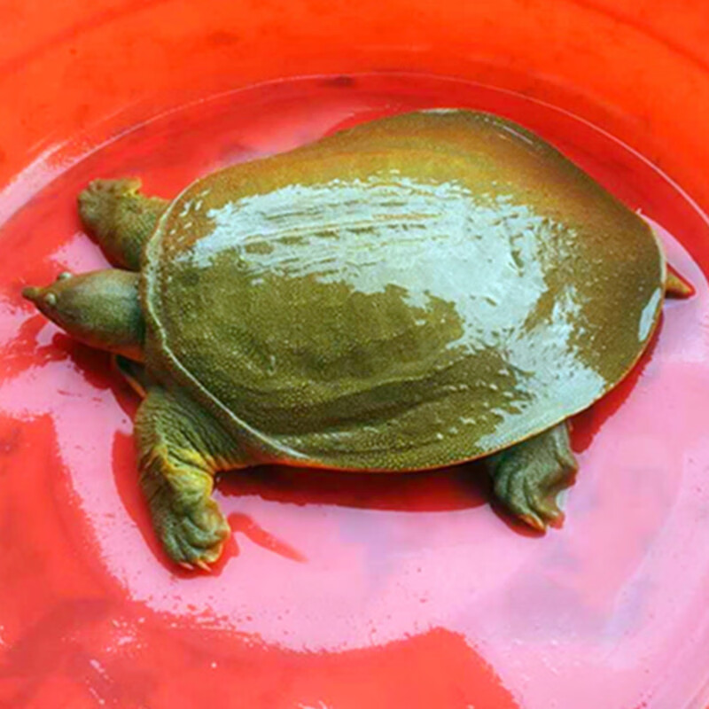甲鱼活体王八海鲜活精品食用老鳖团甲鱼青黄色生新鲜水产3斤野外甲鱼4