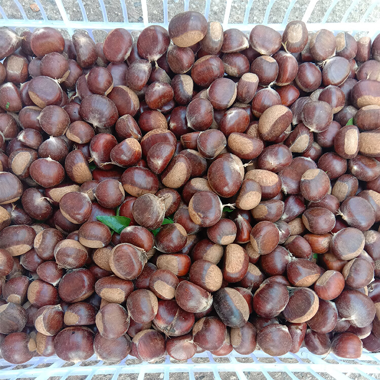 芬岚 顺丰 承德特产新鲜板栗4斤装现摘小毛栗子甜糯生油板栗新货 8斤