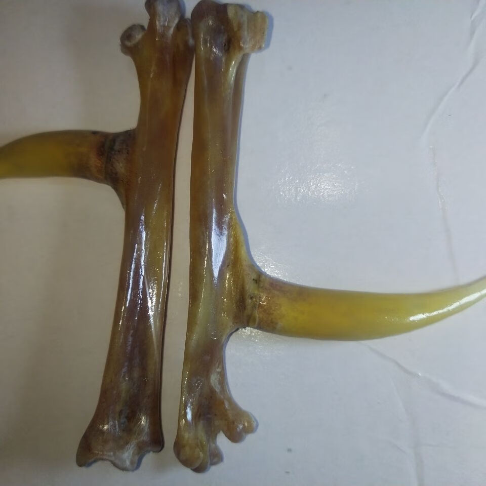 文玩鸡蹬子鸡爪骨手把件鸡蹬骨子鸡爪骨把件老鸡拐子抓钱手文玩单只白