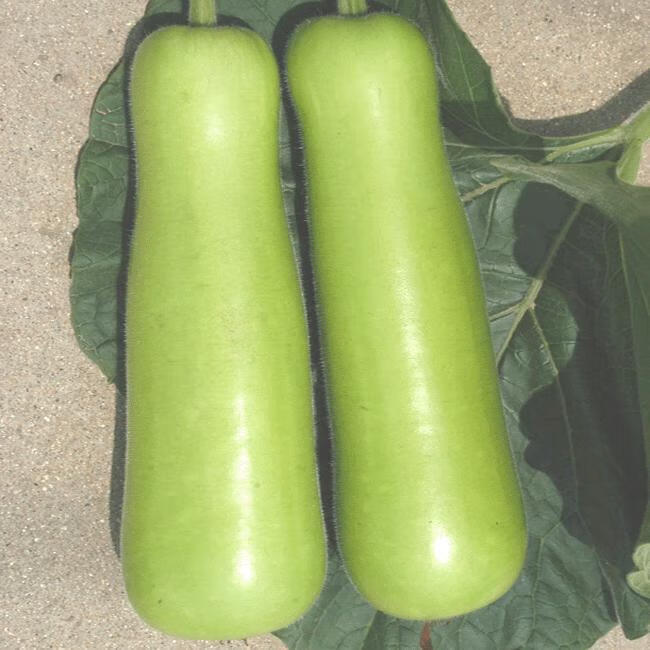 瓠子瓜新鲜蔬菜蒲瓜福建葫芦瓜夜开花农家现摘1/5斤 1斤瓠瓜【图片