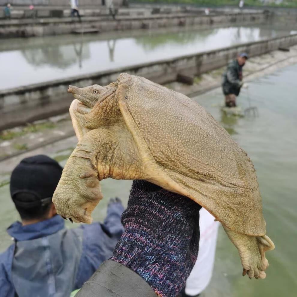 现杀现发外塘甲鱼鲜活甲鱼食用团鱼真空包装开袋即煮 宰杀好净重【2.