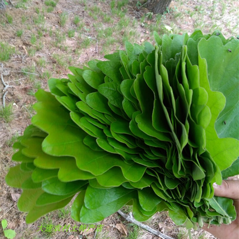 菠萝叶粽叶200片左右 辽宁省大连新鲜粽叶柞树叶槲叶桲椤叶精选款大