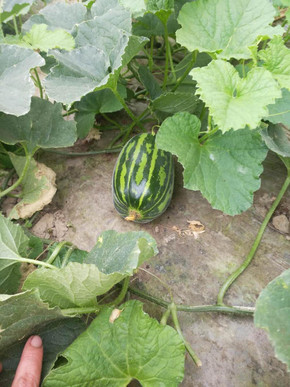 农家自种新鲜花皮梢瓜黑皮烧瓜酥瓜5斤装 京东团建新年送礼生鲜