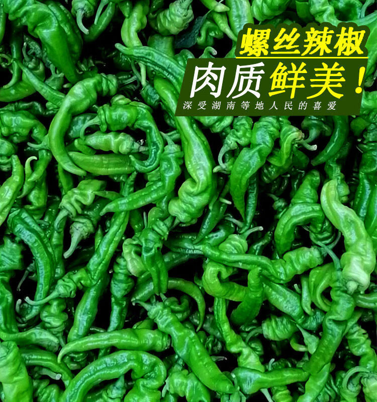 【顺丰速发】新鲜螺丝椒青椒特辣微辣山西特产运城薄皮辣椒夏县蔬菜现