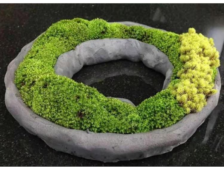 青苔孢子 青台草 青苔 鲜活 鲜台草 苔藓 野 台藓草 植物 苔藓 新鲜