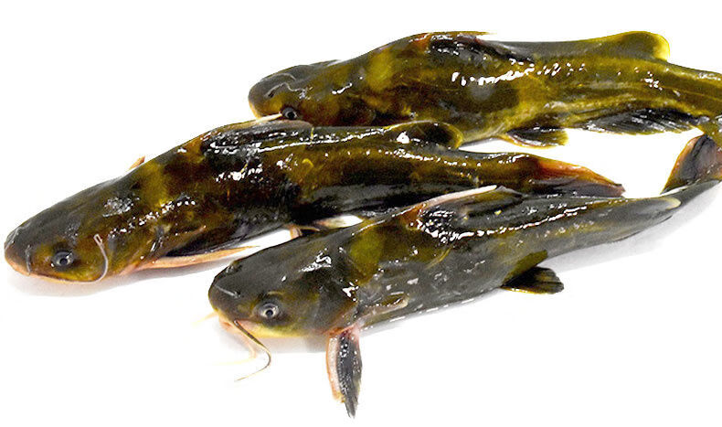 黄骨鱼黄刺汪丫黄颡昂刺鱼黄辣丁昂公嘎鱼新鲜鲜活 野生黄骨鱼3斤